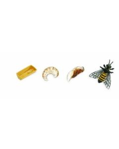 622716 LIFE CYCLE OF A HONEY BEE YELLOW